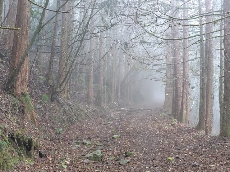 霧中的石山林道。