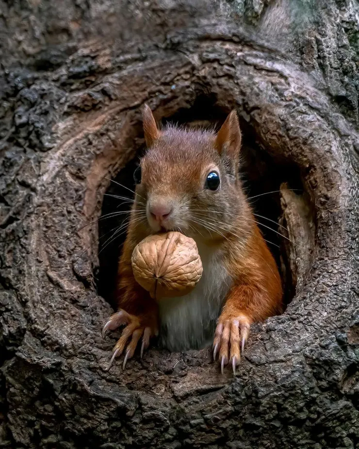 圖片擷取自pinterest