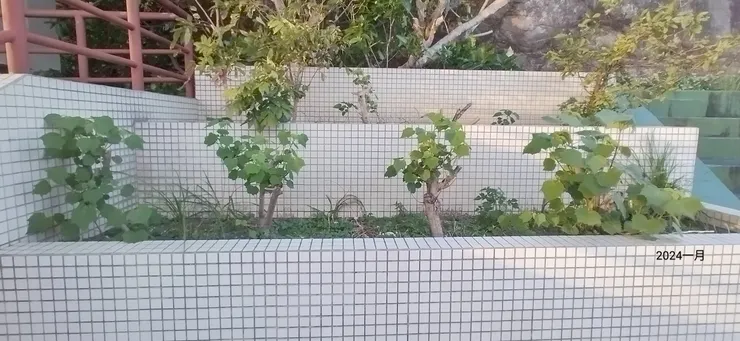 司令台旁的芙蓉樹復活了