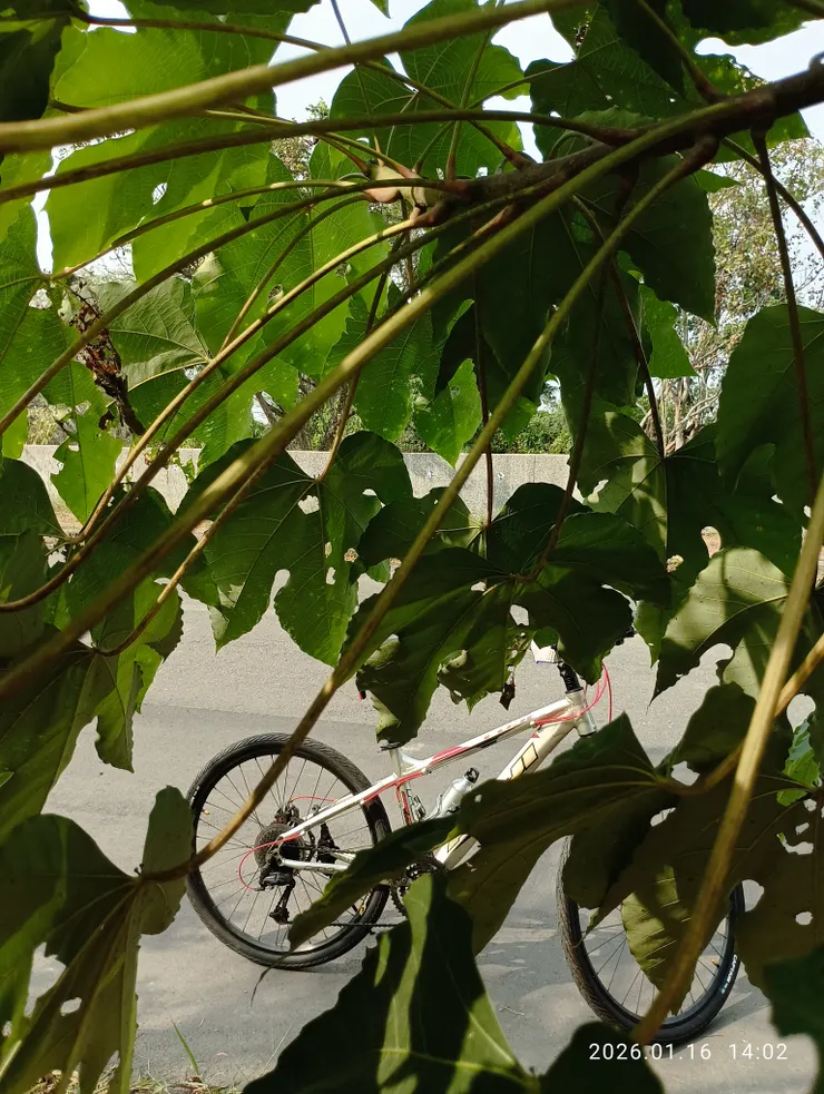 葉柄長過30公分