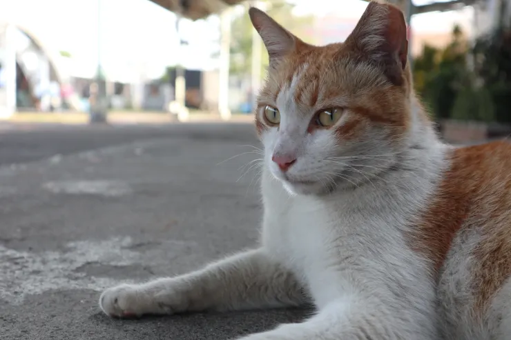 大概定居一年多的館貓「棉花糖」