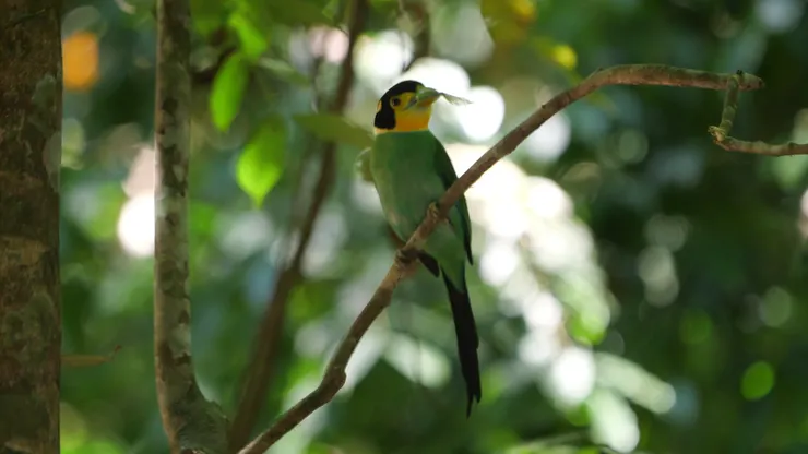 準備回巢肓雛的親鳥