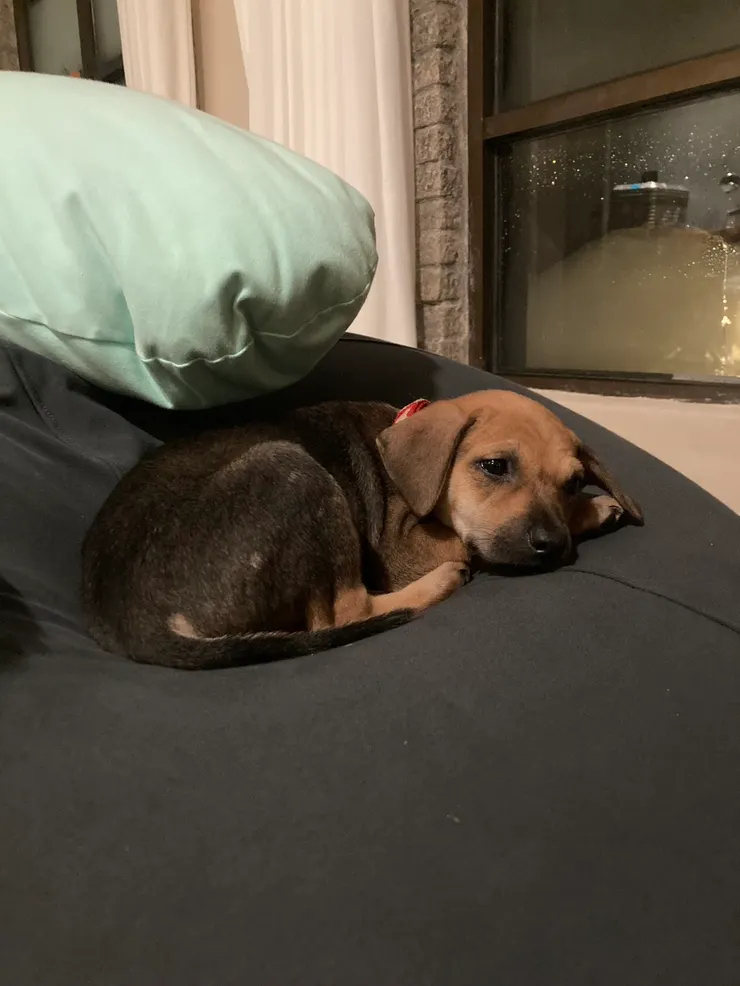 私藏52民宿可愛店狗養樂多