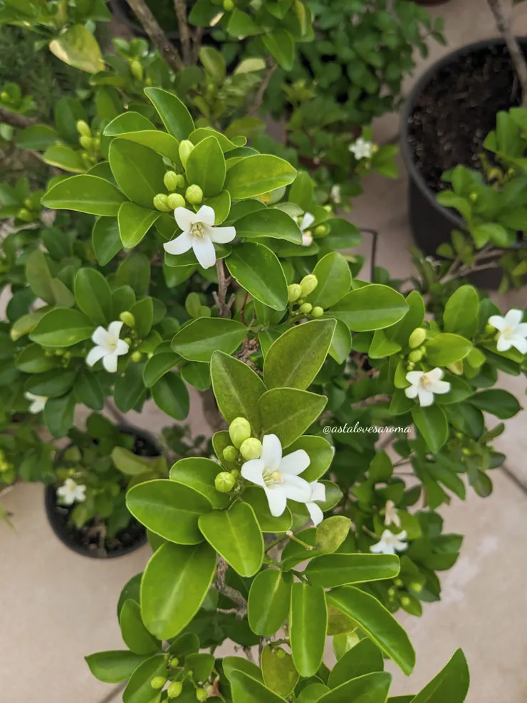 月橘 - 攝於今年六月