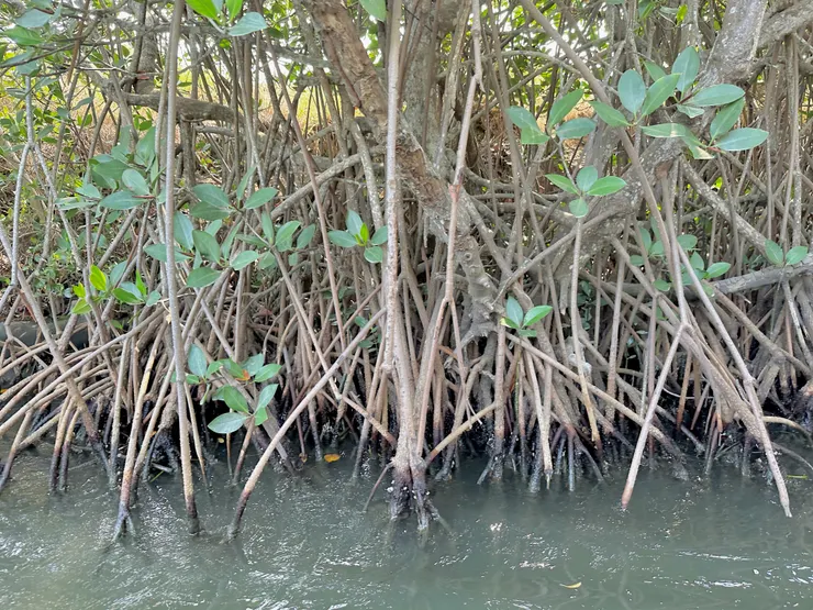 紅樹林的樹根如此茂密,看了有點密集恐懼
