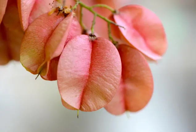 台灣欒樹的果實