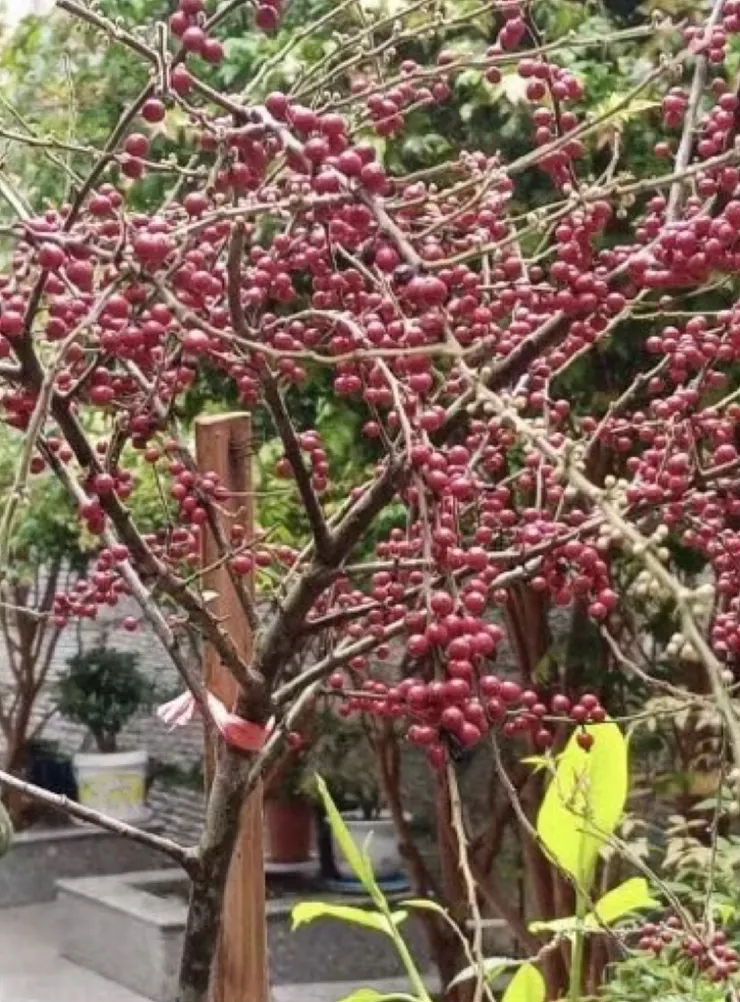 毛冬青的果子，前幾年拍的，畫質不好。