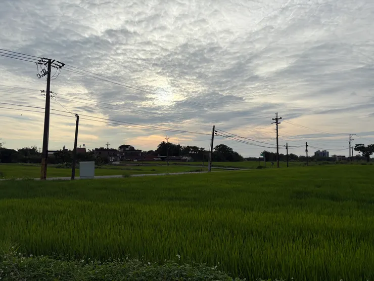 桃園觀音區綠油油的稻田和夕陽
