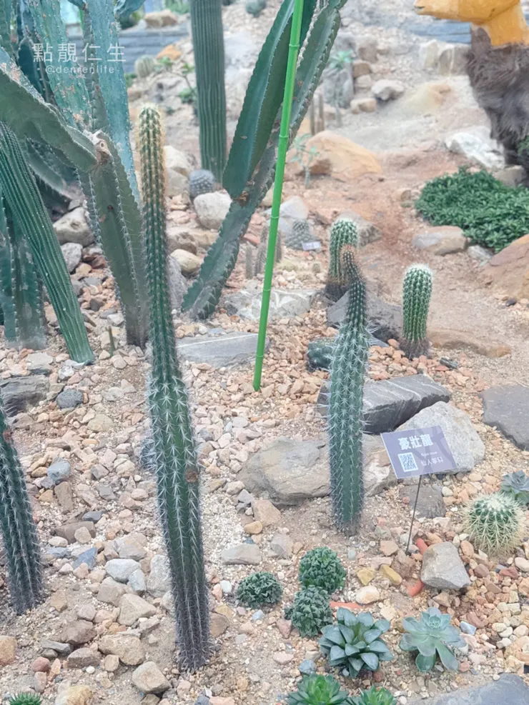 殺手機容量的多肉區｜台北典藏植物園
