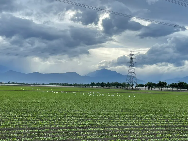 日子，原來也可以這樣。shot by Emma @ Ligang, Pintung .25 / 10 /2024.