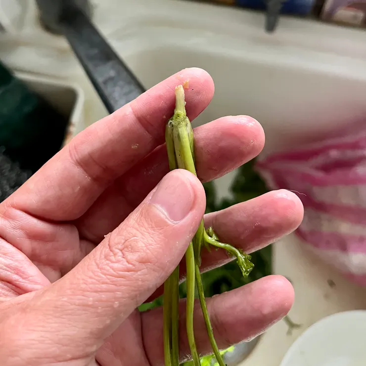 刮乾淨後的根大概長這樣,留到這個長度就好