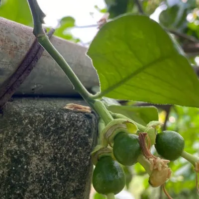 喜馬拉雅貓愛單車的沙龍
