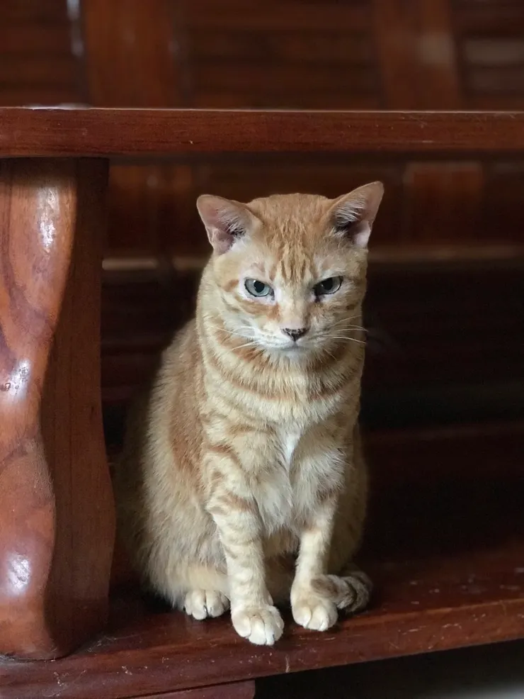 貝里。圖片作者：王希文。