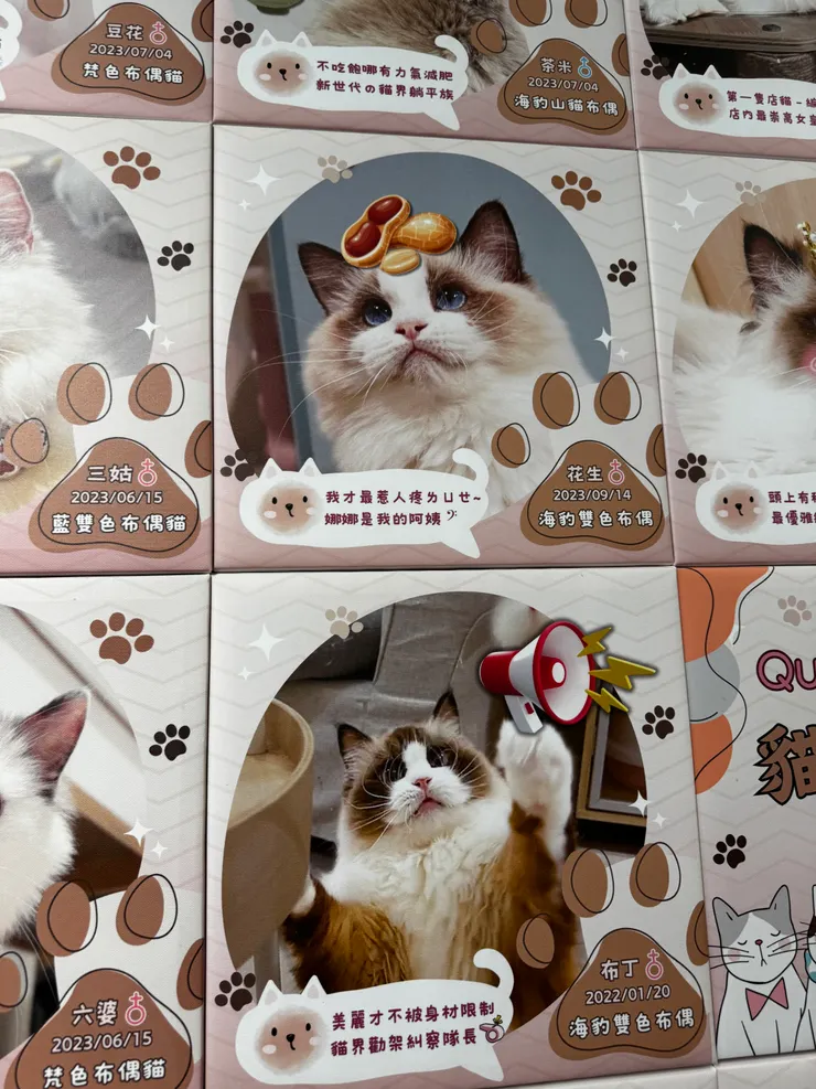 貓咪療癒所 / photo by 甜甜錁Zero 