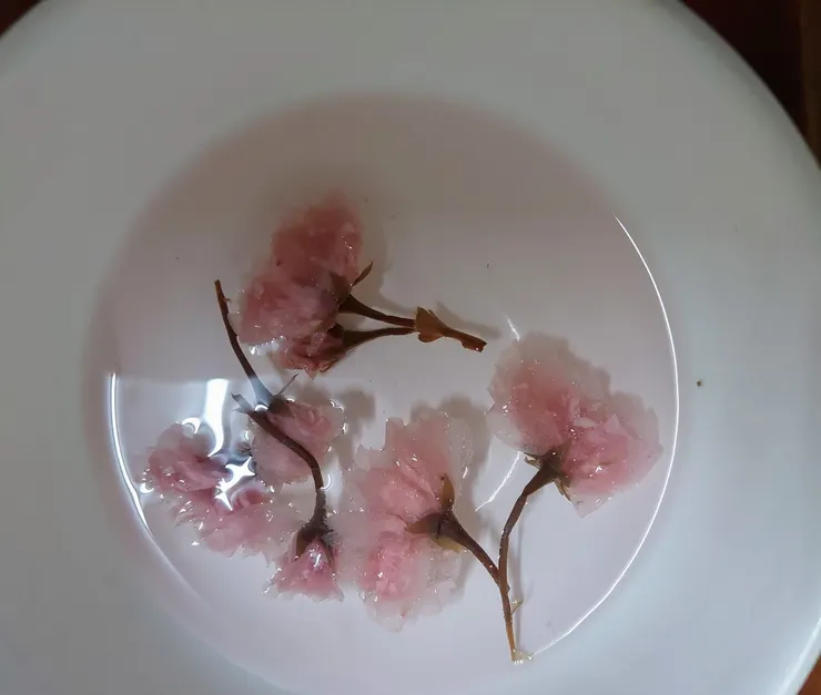 鹽漬櫻花不是泡開就好了 還要用小鑷子細心撥弄，才能讓櫻花「開花」