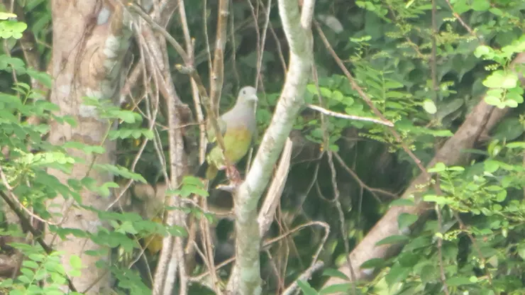 Pink-necked Green Pigeon 紅頸綠鳩