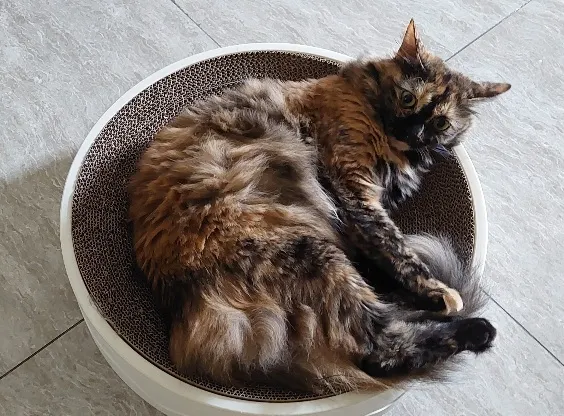 貓抓盆裝「野格」剛剛好😅