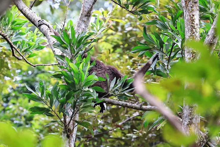 白掌長臂猿黑色個體的背影