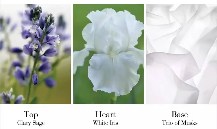 白茶三調重點 (圖片來源 : 雅頓官方IG)