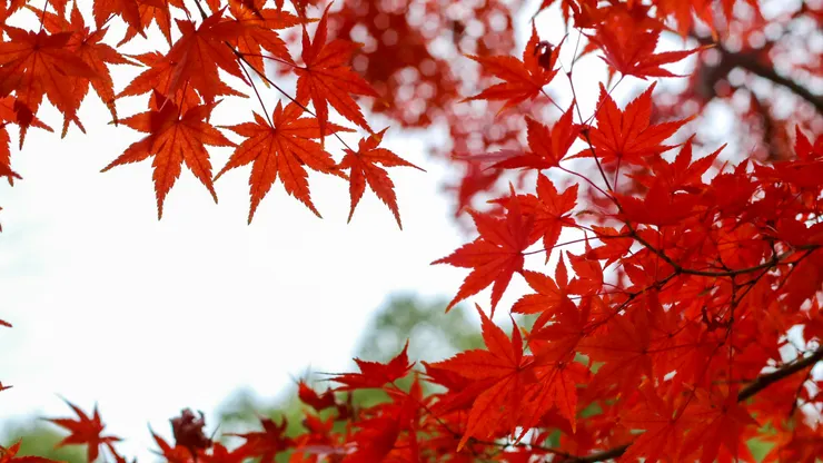 代代木公園的楓葉