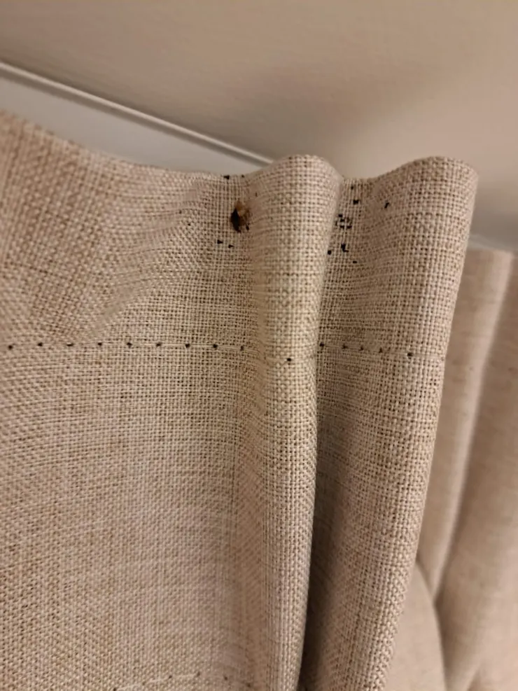 窗簾縫隙中發現一隻黑色床蝨，體型飽滿