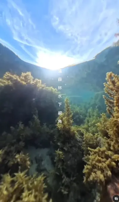 春季限定海藻森林