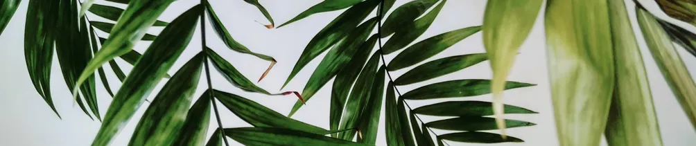 三峽貓貓的沙龍  書評 X 育兒 X 職場