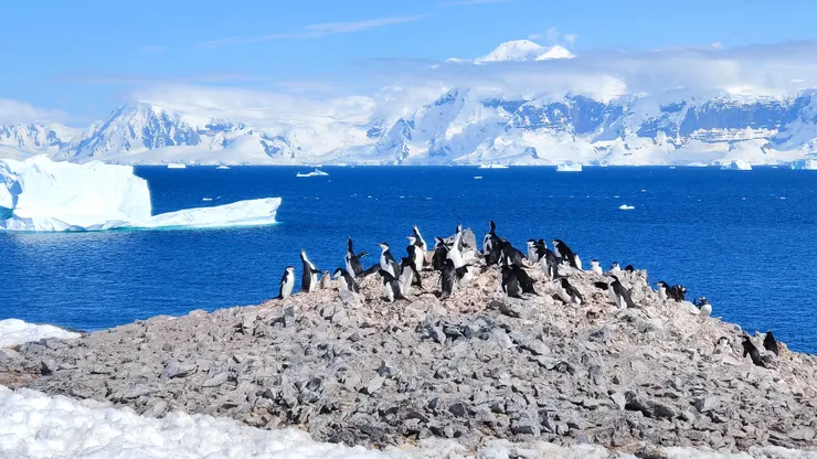 頰帶企鵝（Chinstrap Penguins）拉長脖子，聒噪不已。Orne Island。