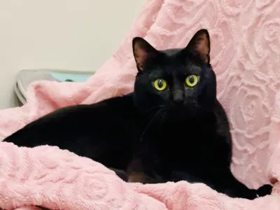 初三老鼠娶親日🧧