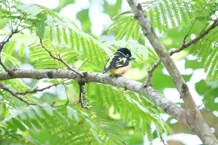 除了可愛，想不出其他形容詞