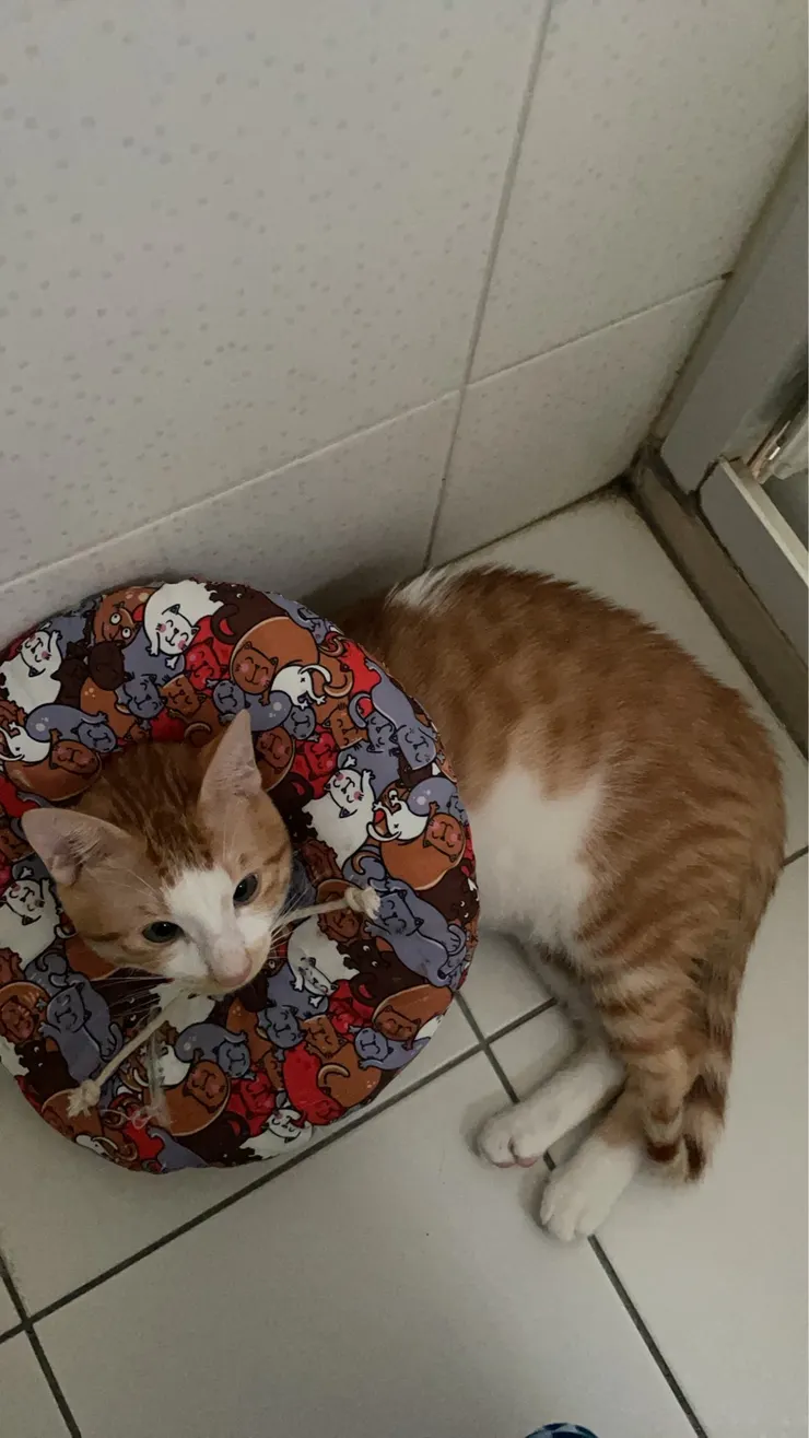 換成甜甜圈後心情變好，吃飽又屁顛屁顛跑來陪上廁所了🥰