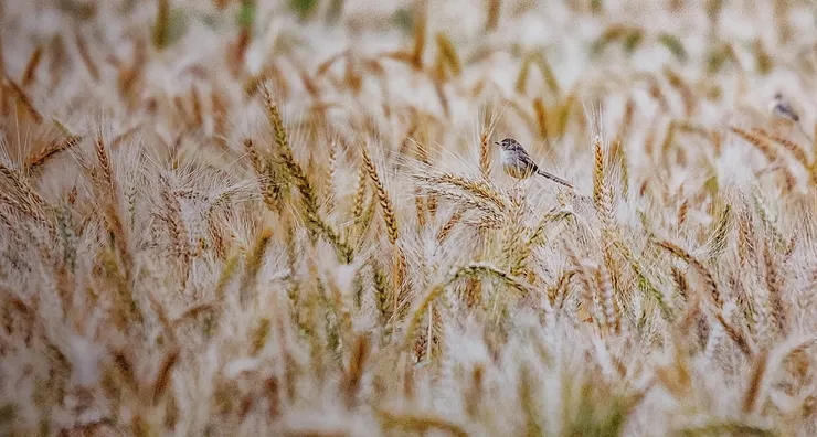 新竹縣美術協會會員聯展 / 作品名稱 : 豐收麥田小精靈