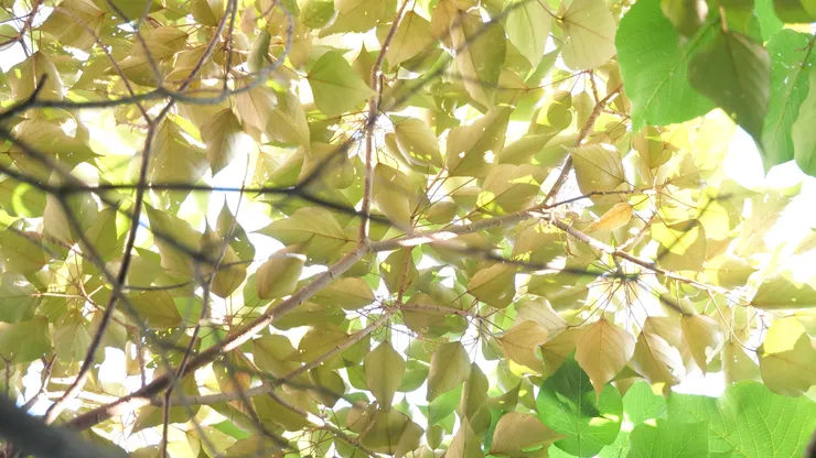 柏鴞同一時間和地點拍攝，鳥在左上方隱蔽處😂