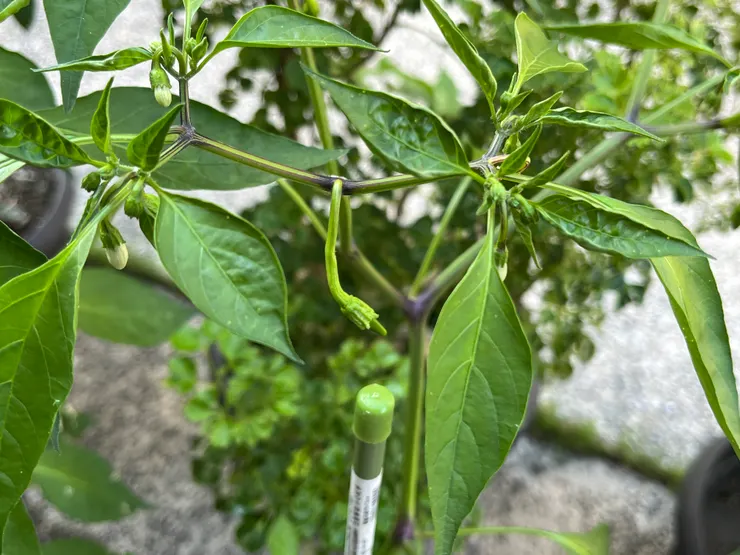 分盆的盆栽開始冒出小辣椒