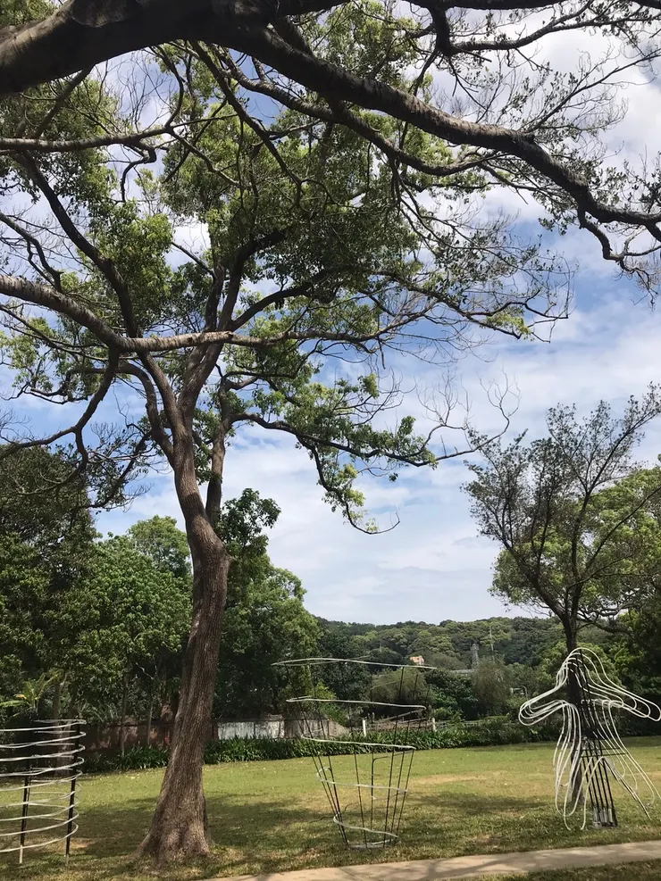 隨處可見的大樹