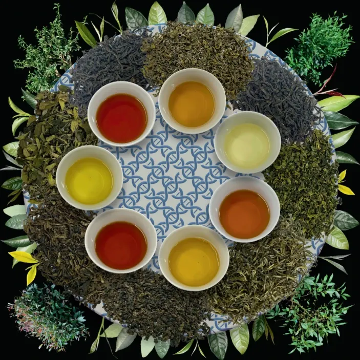 茶是飲料作物研究的焦點 (phtot by Pengjie Wang, Shuai Chen, Kaixing Fang and Mengya Gu)