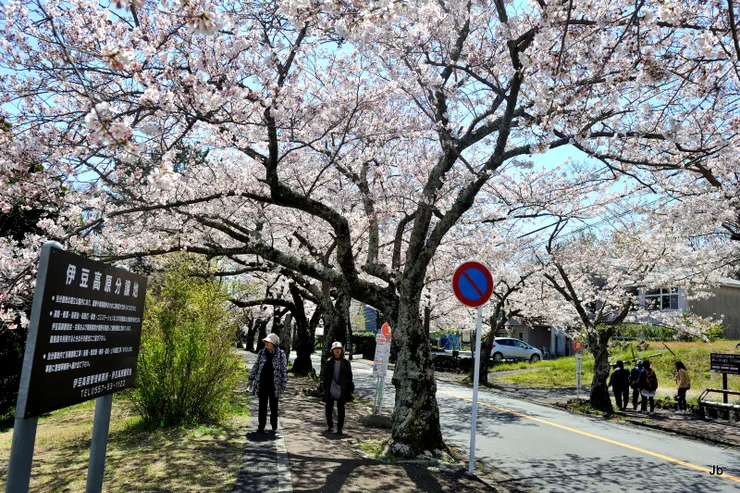 櫻並木通人行道，花盛人稀。