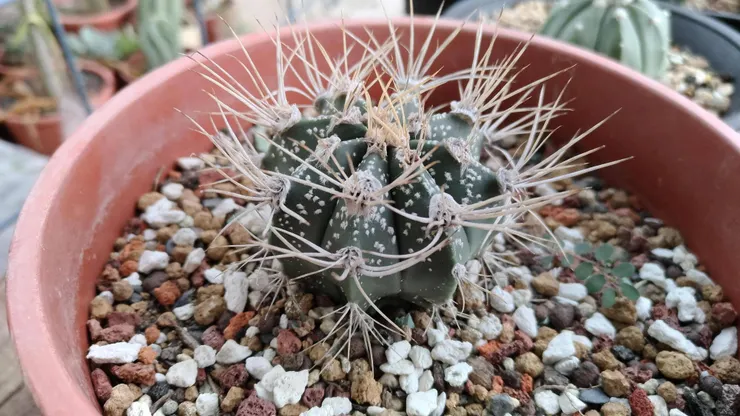 早期拍攝的照片