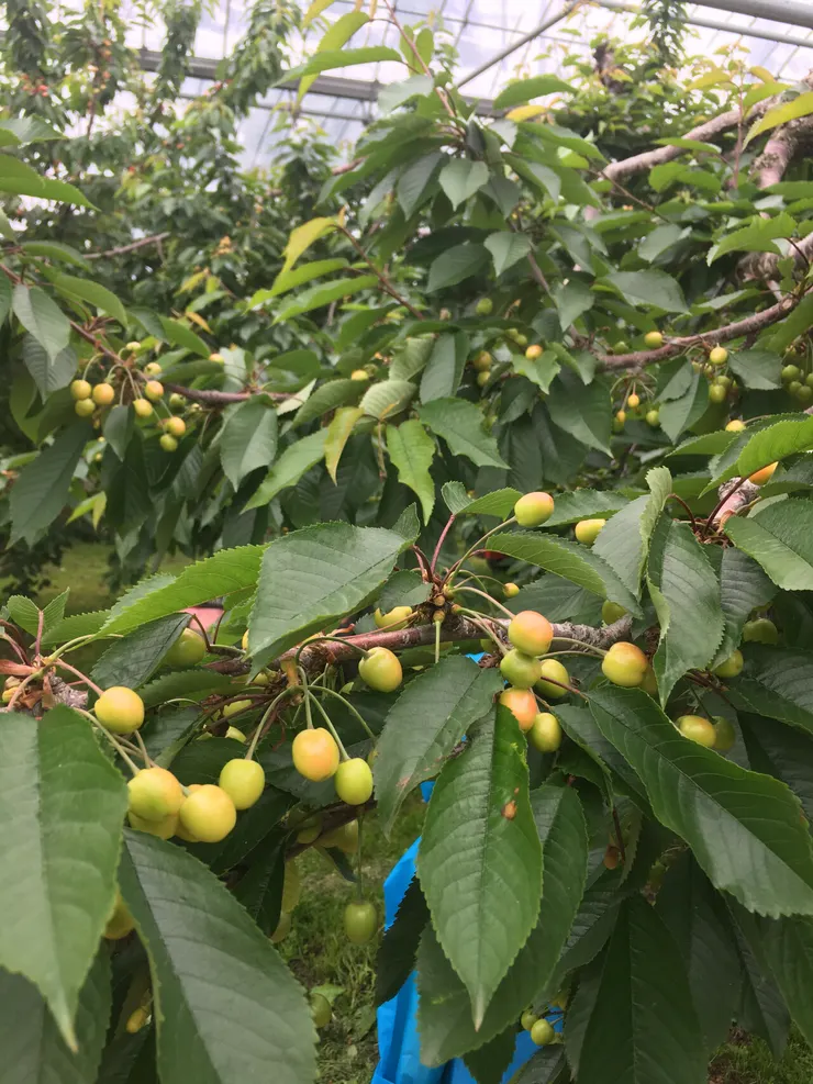 來不及長大的櫻桃,只能下回見了!