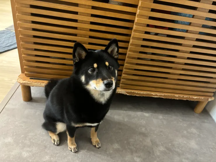 吉米爸爸說這是我的藝術作品