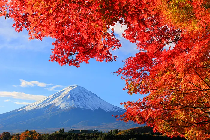 紅葉（こうよう）