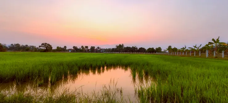 全部圖片由作者攝於柬埔寨鄉下