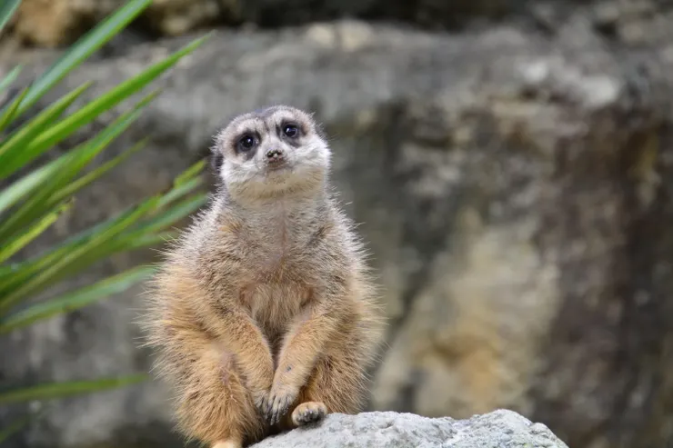 別傻傻的悶著頭做~你看看狐獴,大家也是互相合作的嘛!- 攝於 台北市立木柵動物園