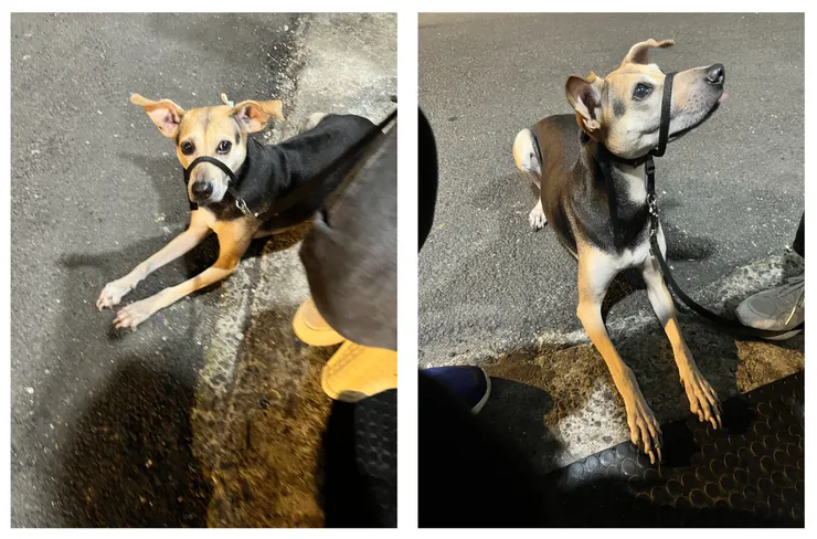 在外側兩次很迅速坐下，第二次有用食物誘導