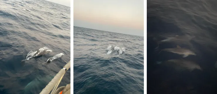 感謝Claudia的照片