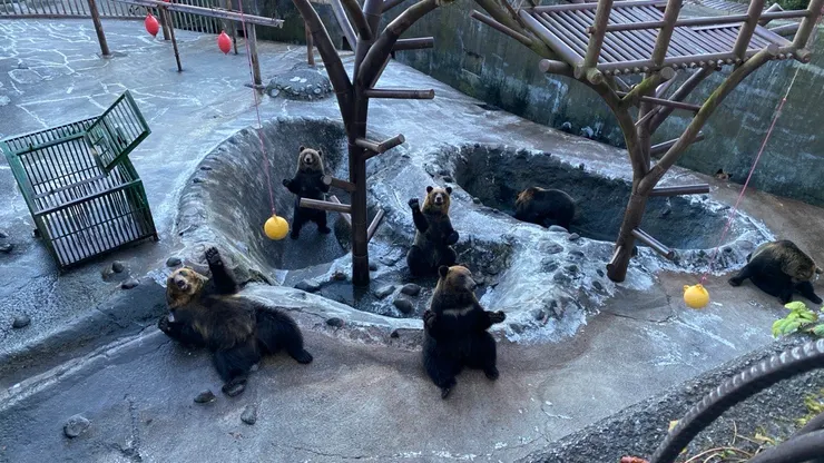 登別棕熊牧場