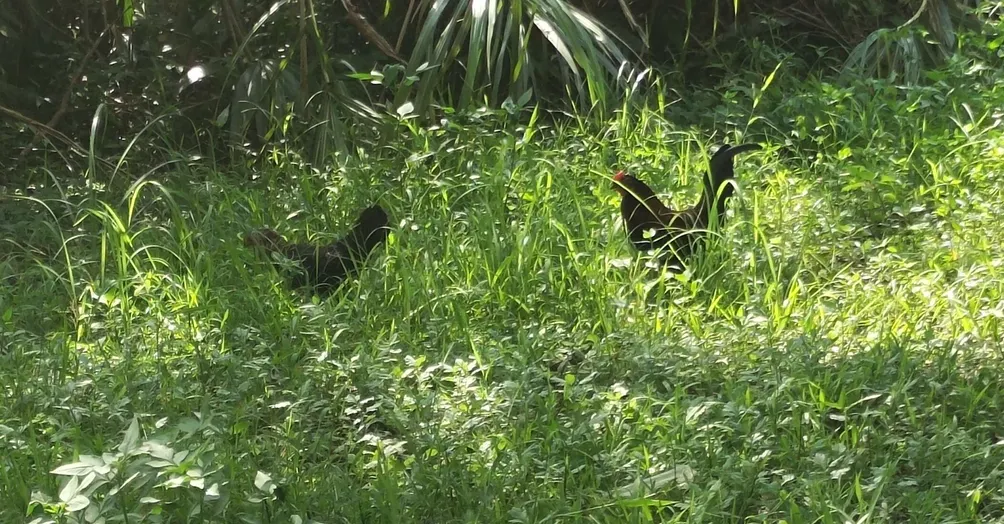 薯條去糖半冰的沙龍