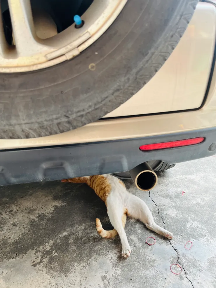 正在修車（誤）的橘貓