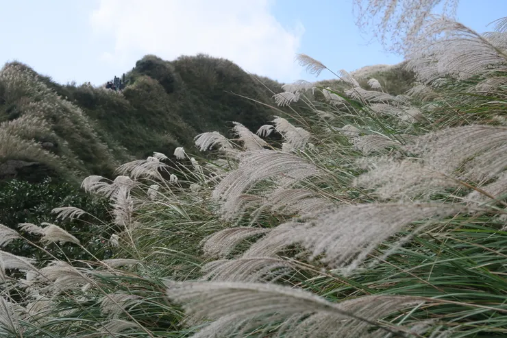 秋天一定要來走一趟夢幻湖步道,看芒草為山頭妝點新衣。