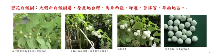 白飯樹的育苗過程